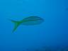DSC02977.JPG