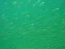 DSC03436s.JPG