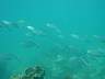 DSC03467s.JPG