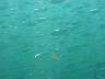 DSC03469s.JPG