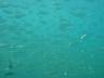 DSC03470s.JPG