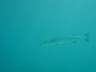 DSC03483s.JPG